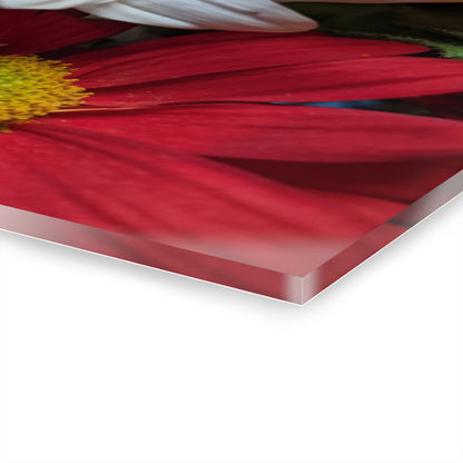 Daisys from Guatemala -  Acrylic Wall Art — Red & White Daisy Photo Print (French Cleat Hanging)