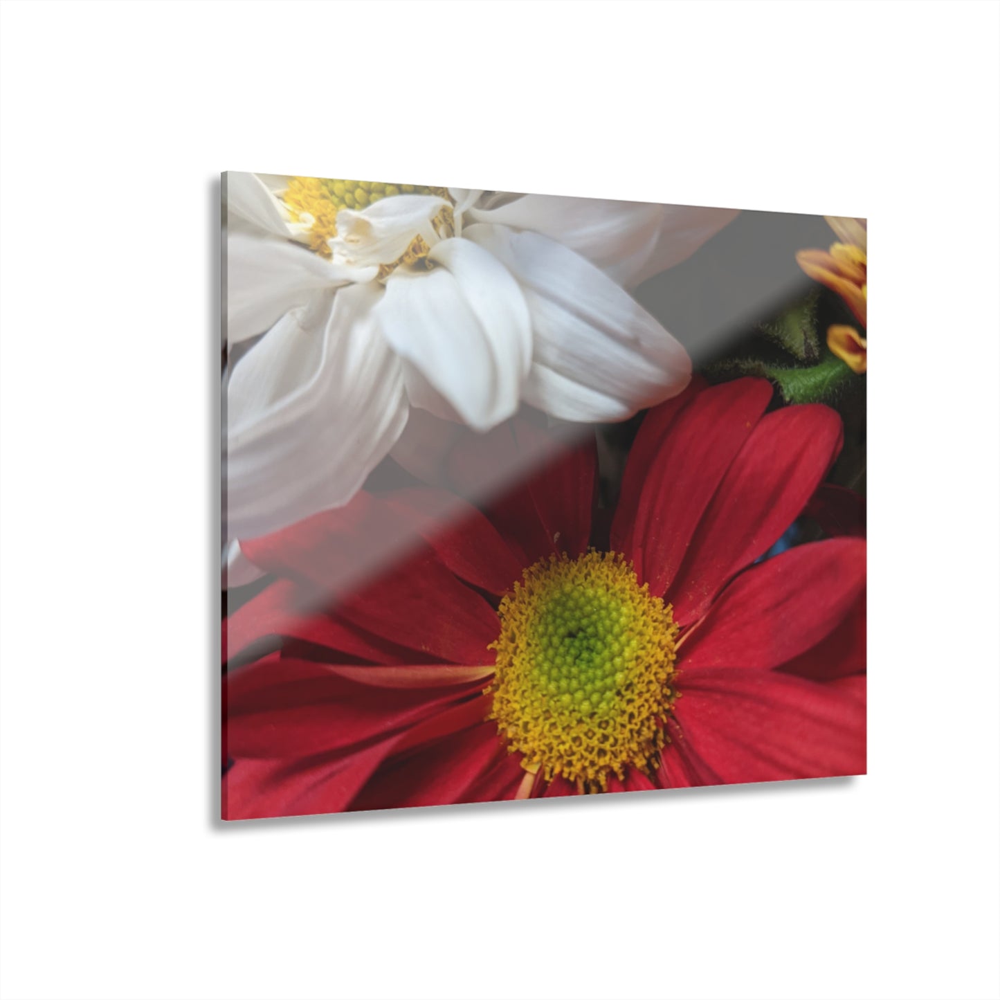 Daisys from Guatemala -  Acrylic Wall Art — Red & White Daisy Photo Print (French Cleat Hanging)