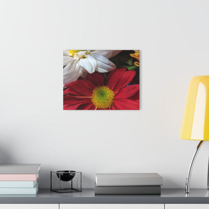 Daisys from Guatemala -  Acrylic Wall Art — Red & White Daisy Photo Print (French Cleat Hanging)