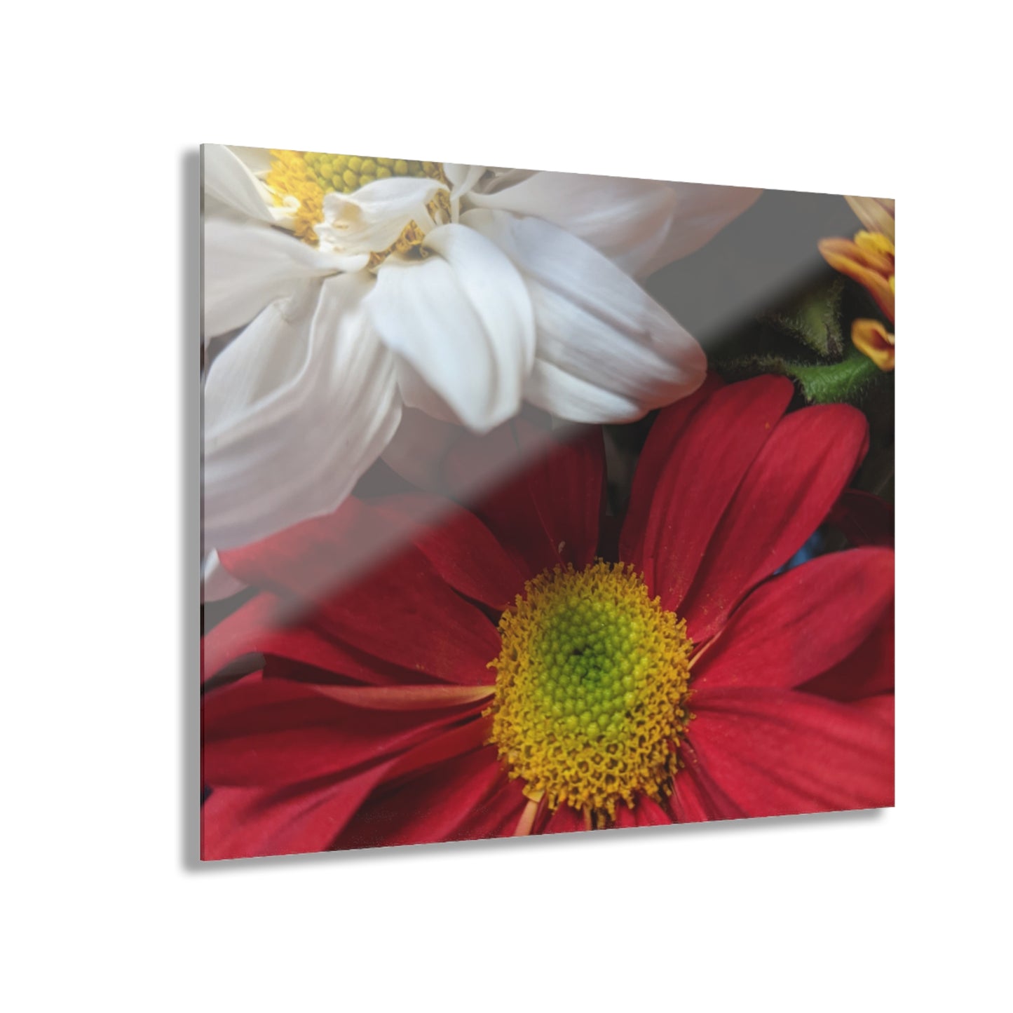 Daisys from Guatemala -  Acrylic Wall Art — Red & White Daisy Photo Print (French Cleat Hanging)