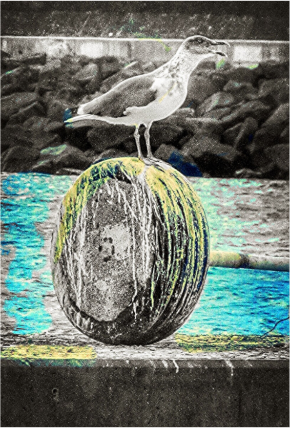Seagull