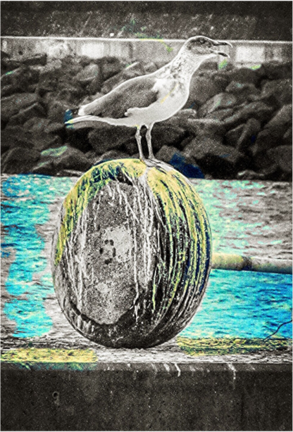 Seagull