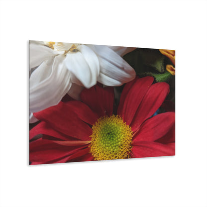 Daisys from Guatemala -  Acrylic Wall Art — Red & White Daisy Photo Print (French Cleat Hanging)